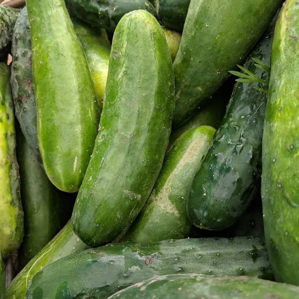 Cucumbers