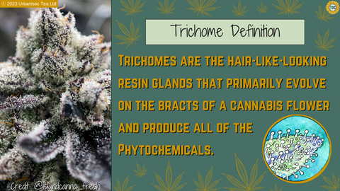 Trichome Definition by Tom Different - The Different Collective