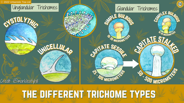 Glandular and non-glandular cannabis trichome types