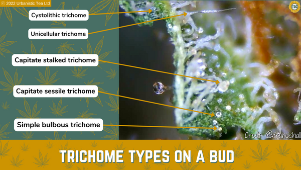 Cannabis Trichomes on a bud - capitate, sessile, bulbous