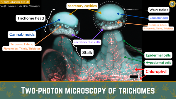Cannabis Trichomes - two photon microscopy image - TDC Cannabis Microscopy - UBC Samuels Lab