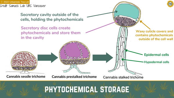 UBC - Trichome Diagram - Phytochemical and phytocannabinoid storage - secretory cavity - secretory disk cells