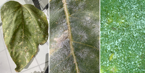 Mould examples found on plant life.