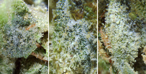 Mildew found on cannabis should not be consumed. Purchase microscopes at the best price on Urbanistic. Available in Canada and United Kingdom.