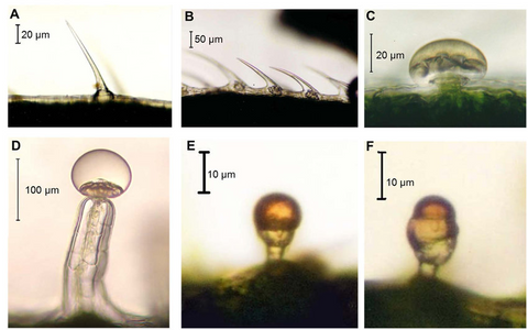 Cannabis trichome types