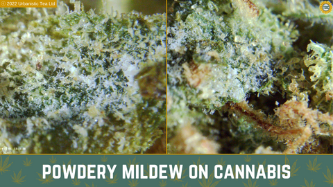 Powdery Mildew - TDC Cannabis Microscopy Course