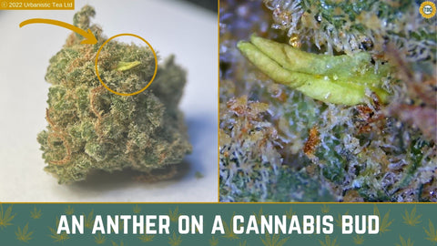 Anther on a cannabis bud