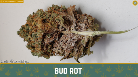 cannabis bud rot