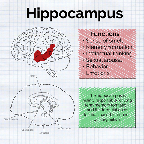 hippocampus-brain-function