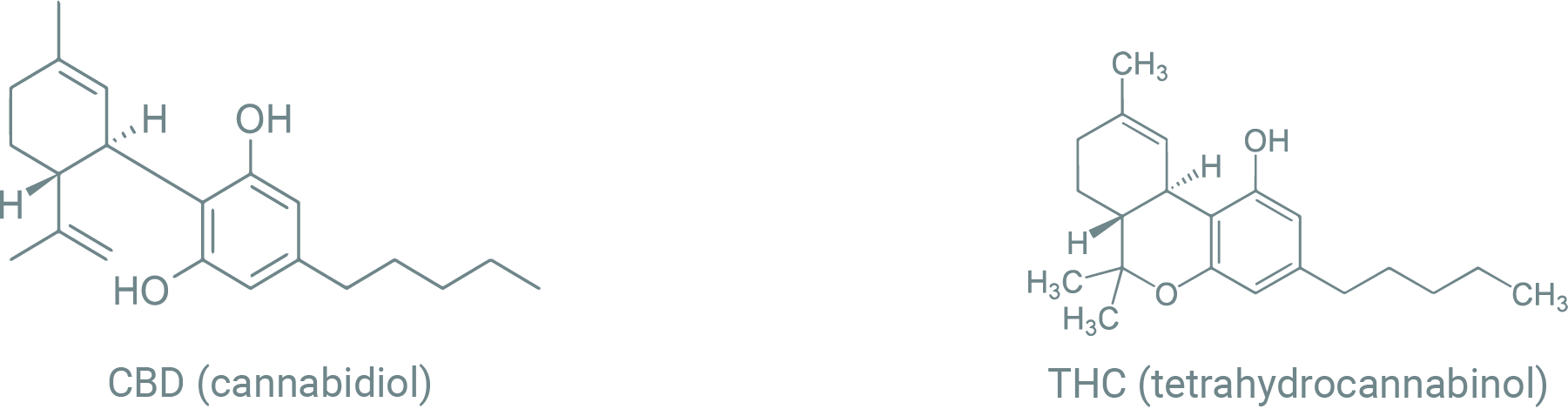Molecular Differences in CBD vs. THC