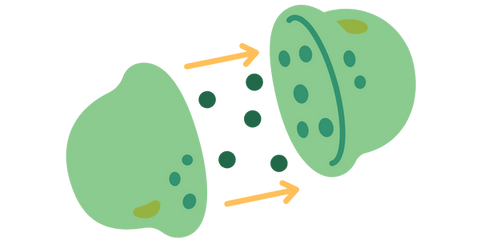 how does cannabis work with the body?