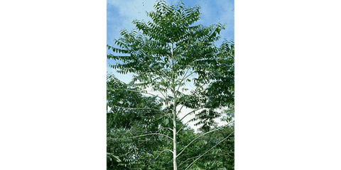 Vollständiges Bild von jamaikanischem Nettletree 