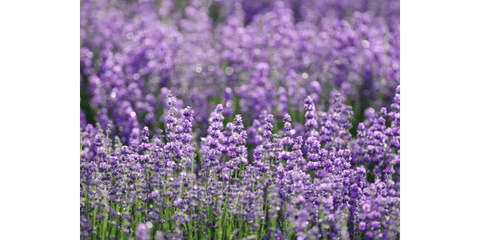 linalool found in lavender