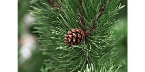 pinene found in pine