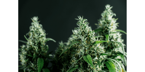 Bush Weed Vs. Hydro: What’s The Best Option For Growers?