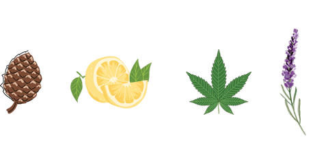 terpenes are found in food and cannabis