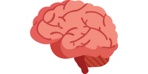 Cannabis interacting with the brain