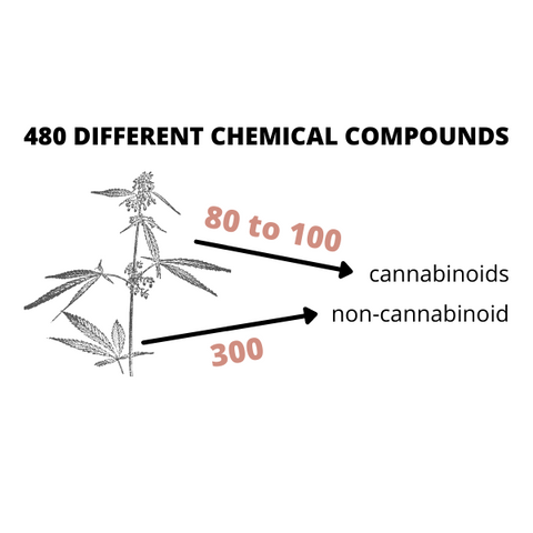 where do cannabinoids come from