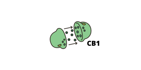how thc activates CB1 receptors