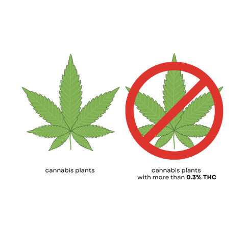 Utilisez du cannabis au lieu de la marijuana