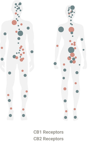 endocannabinoid system receptors