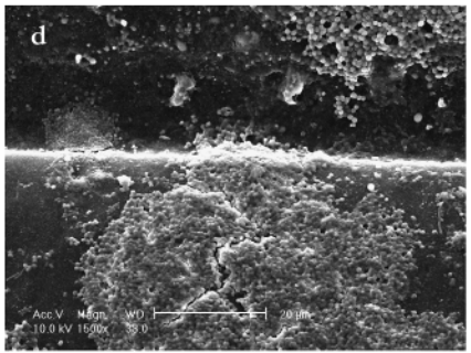 48 hour bacteria