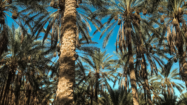 Palm Tree Forest