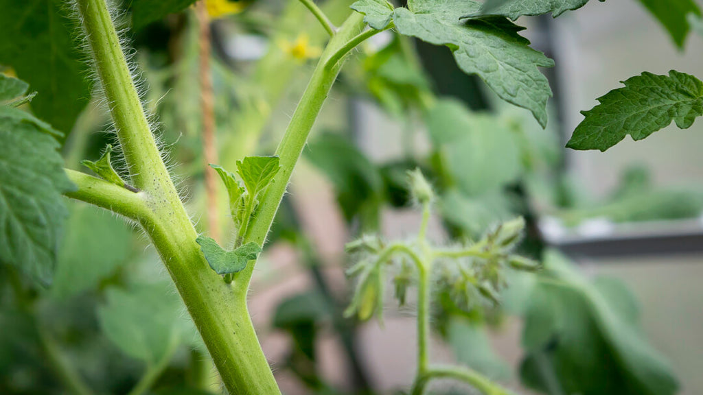 Sideskud på tomatplante