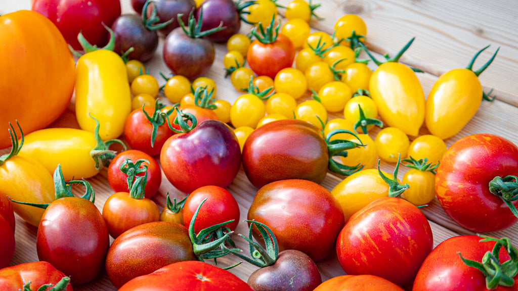 Hjemmedyrkede tomater af diverse forskellige sorter