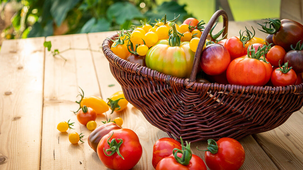 Guide til tomater - Sådan dyrker du egne tomater 🍅 – FantastiskeFrø