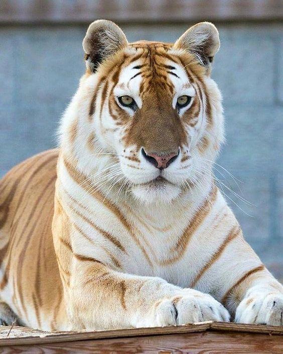 baby golden tabby tiger