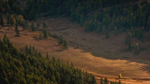 regala-un-albero-giornata-mondiale-ambiente-boschi-foreste