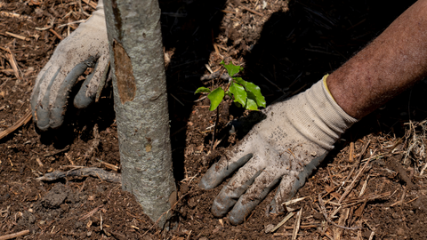 regala-un-albero-agenda-2030-sviluppo-sostenibile