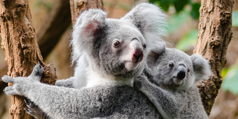 regala-un-albero-banner-koala-biodiversità-alberi