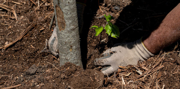 regala-un-albero-banner-significato-alberi-sila