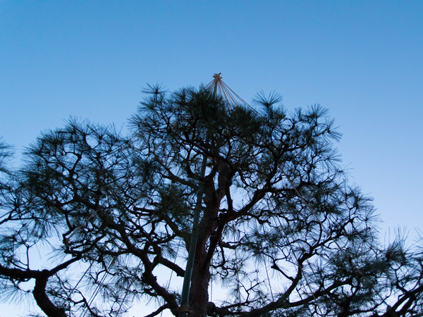 regala-un-albero-giappone-alberi-yukitsuri