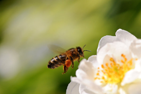 regala-un-albero-miele-ape-fiore