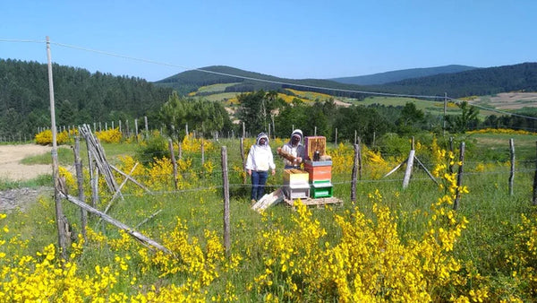 regala-un-albero-miele-della-sila-piccola-arnie