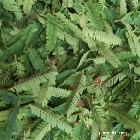 Albizia Amara powder for hair