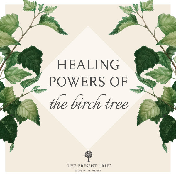 Healing Powers Of The Silver Birch Tree Recipes The Present Tree