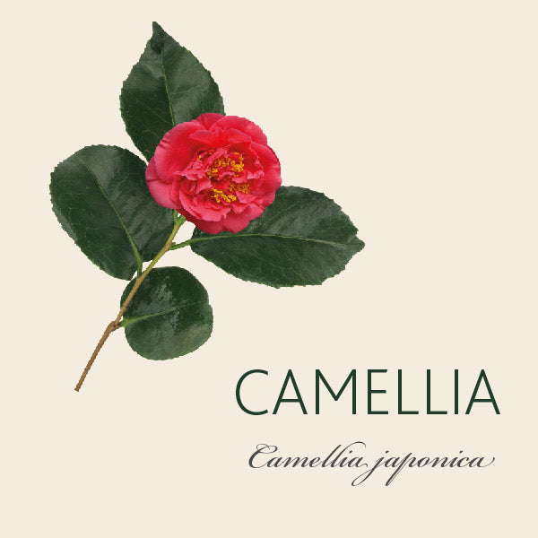 Camellia Meaning Tree Symbolism The Present Tree