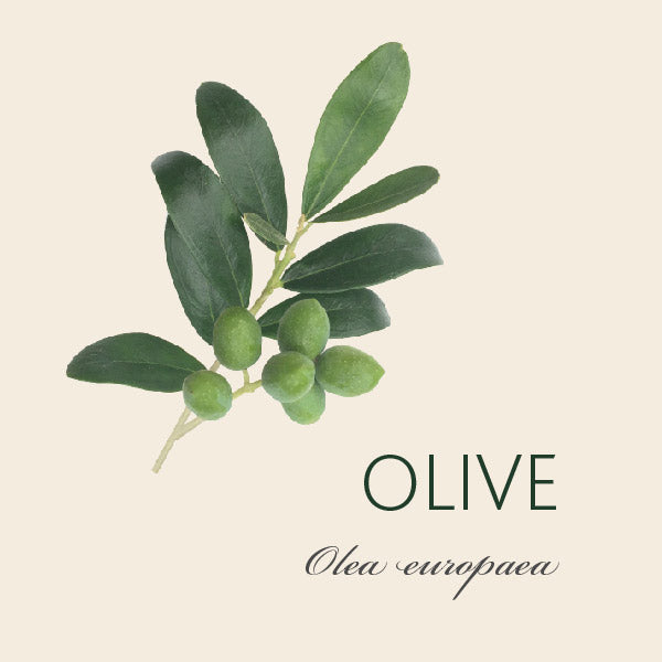 olive-tree-meaning-tree-symbolism-the-present-tree