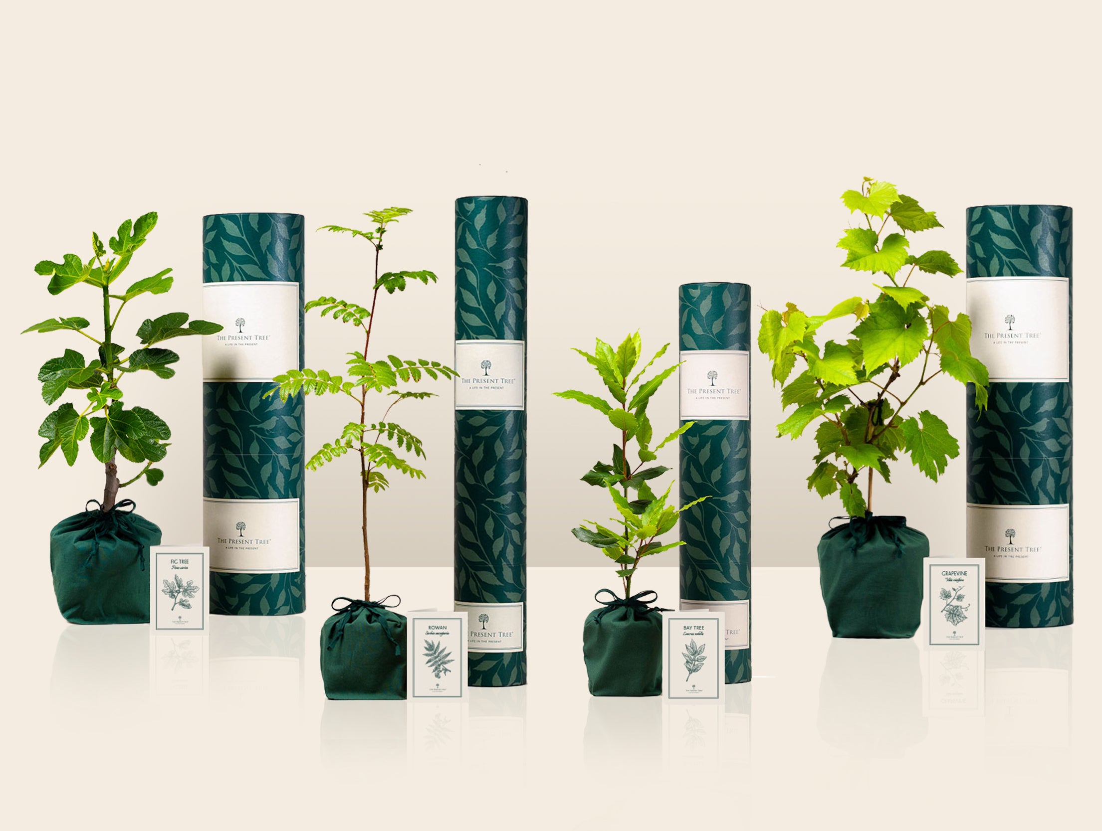 Tea Plant Gift, Ethical Tree & Plant Gifts