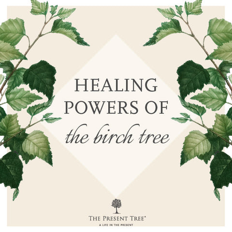 https://cdn.shopify.com/s/files/1/0276/4233/files/202005_BlogImage_healingpowersofbirchtree_large.jpg?v=1589208241