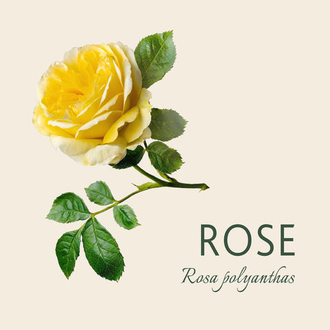 rose - Wiktionary, the free dictionary