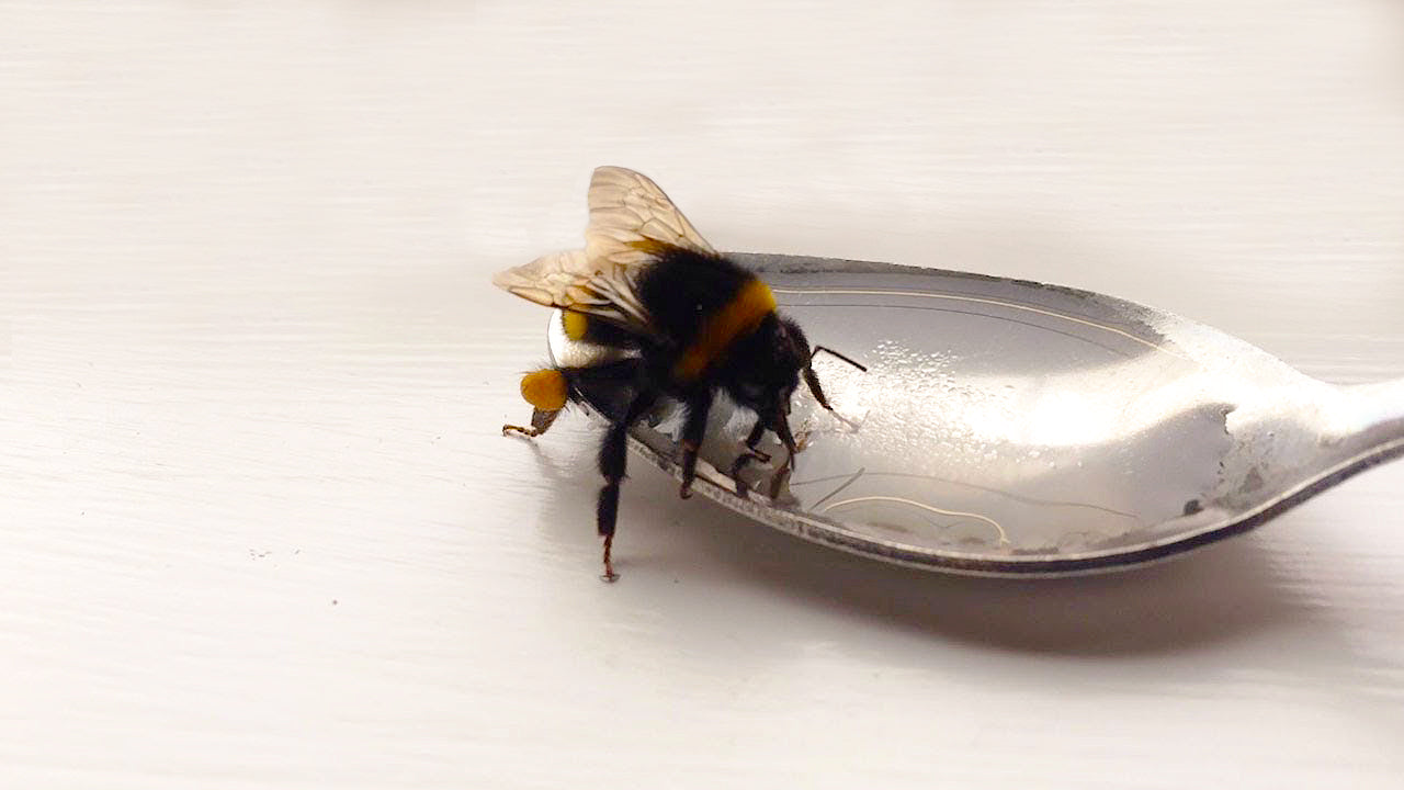 Bee on spoon with sugar and water