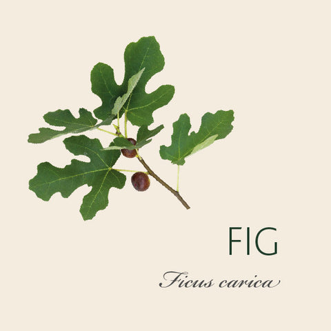 Fig Tree