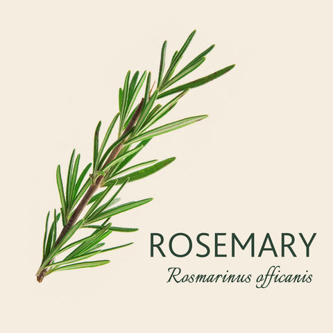 Rosemary Gift, Plants Symbolising Love