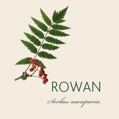 Rowan Tree Meaning | Tree Symbolism | The Tree