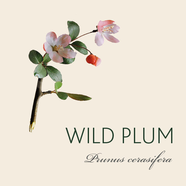 Wild Plum Blog